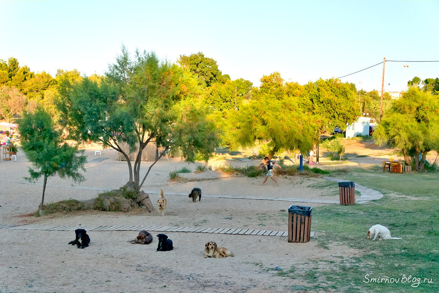 Как защититься от стаи собак Как защититься от стаи собак