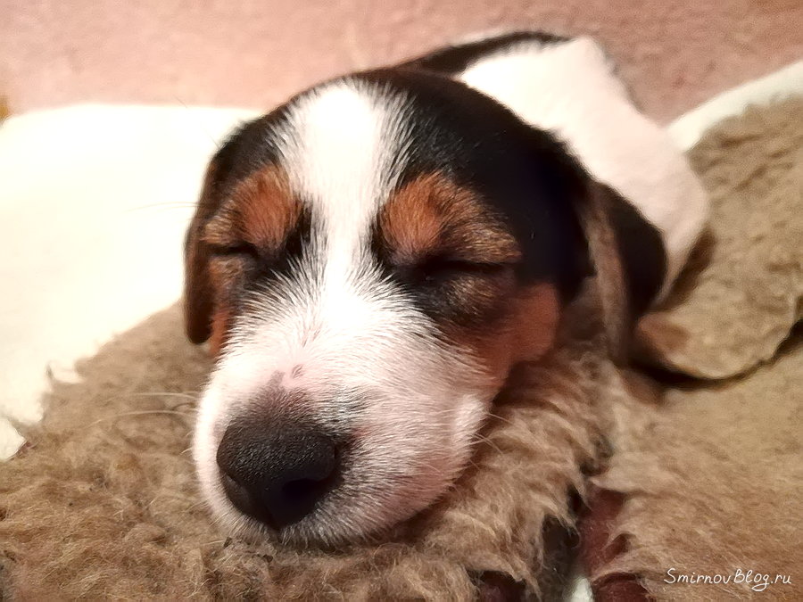 Щенок Джек Рассел терьер. Учимся спать ночью