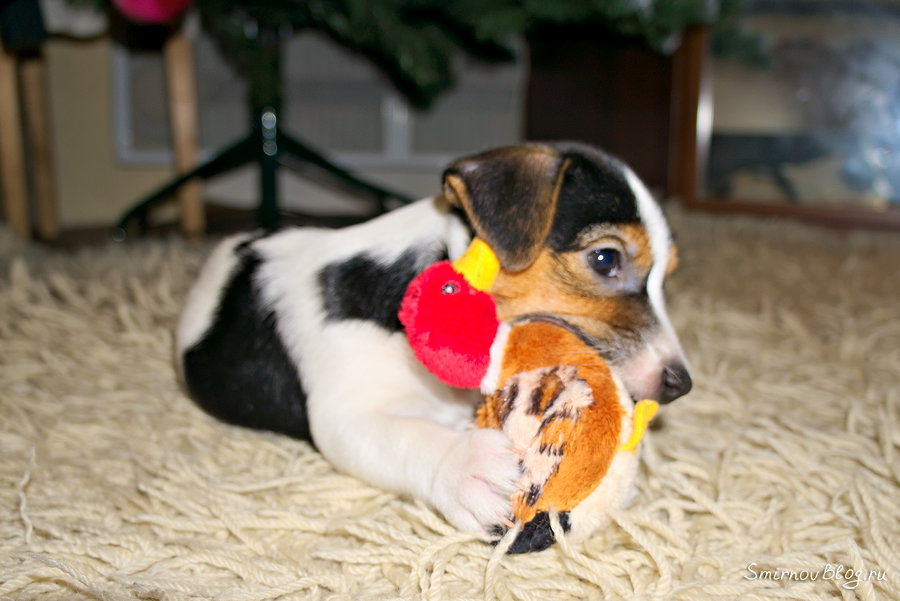 Щенок Джек Рассел терьер