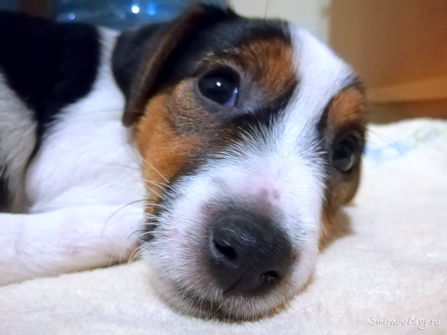 Джек Рассел терьер