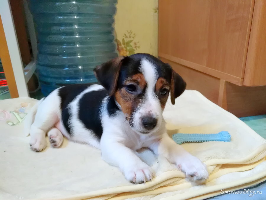 Щенок скулит по ночам и грызёт всё подряд