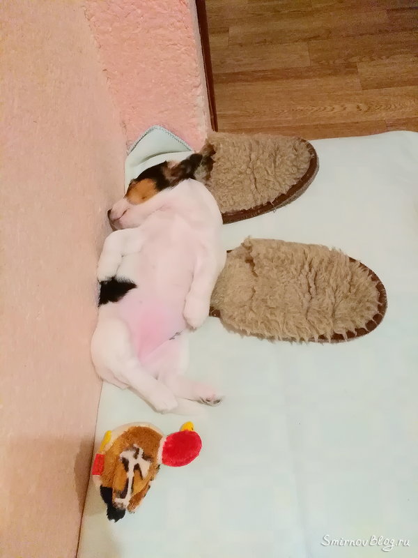 Щенок Джек Рассел терьер обгрыз угол