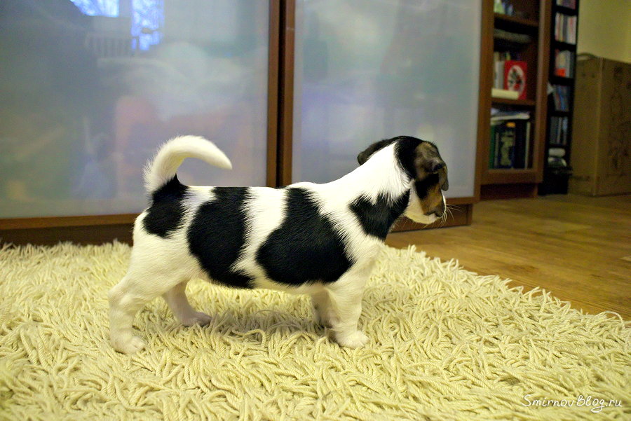 Первый день, знакомство с новым домом Первый день, знакомство с новым домом