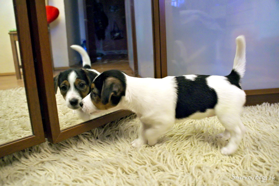 Джек рассел терьер. Знакомство с отражением Джек рассел терьер. Знакомство с отражением