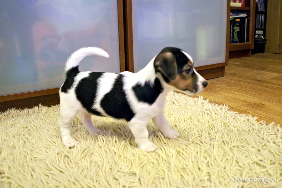 Первый день, знакомство с новым домом Первый день, знакомство с новым домом