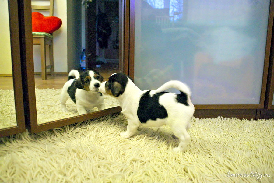 Джек рассел терьер. Знакомство с зеркалом. Джек рассел терьер. Знакомство с зеркалом.