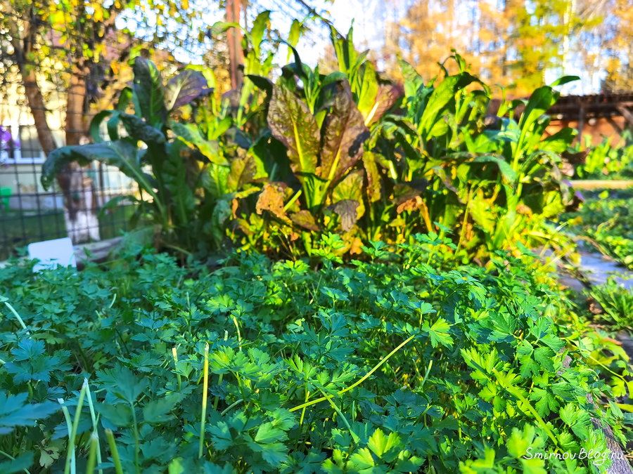 Осенний урожай