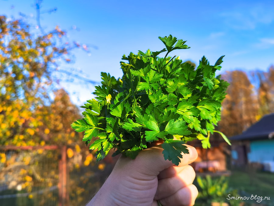 Осенний урожай