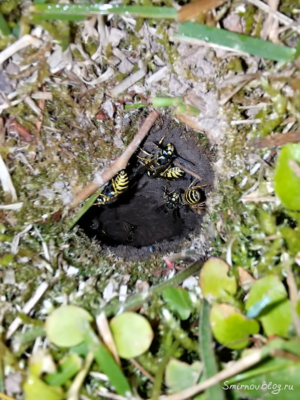 Как избавиться от земляных ос на участке