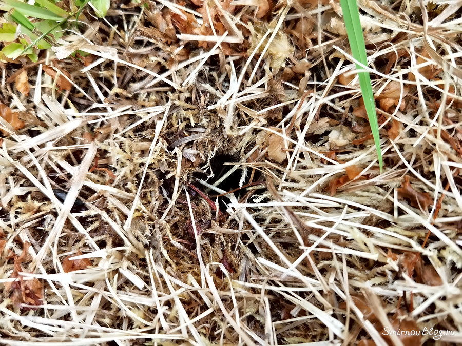 Как избавиться от земляных ос Как избавиться от земляных ос