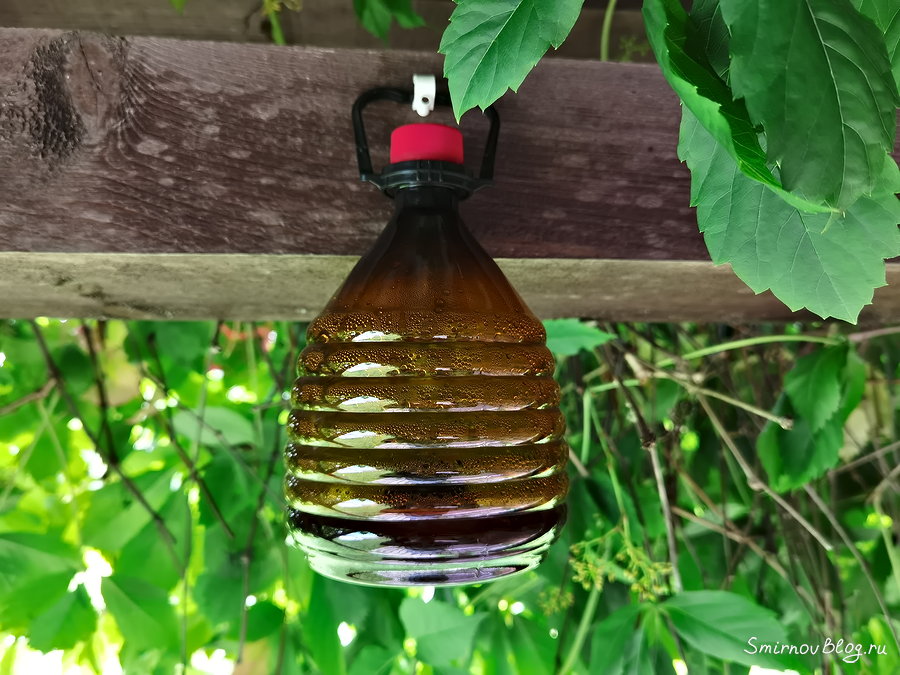 Ловушка для ос