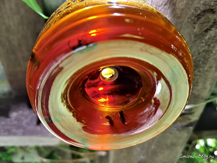 Как бороться с земляными осами