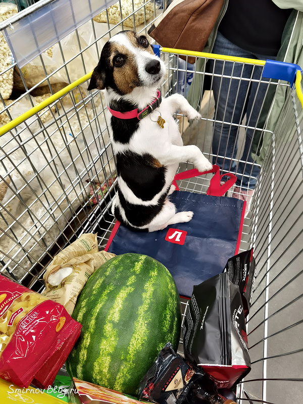 Джек Рассел Терьер Джек Рассел Терьер