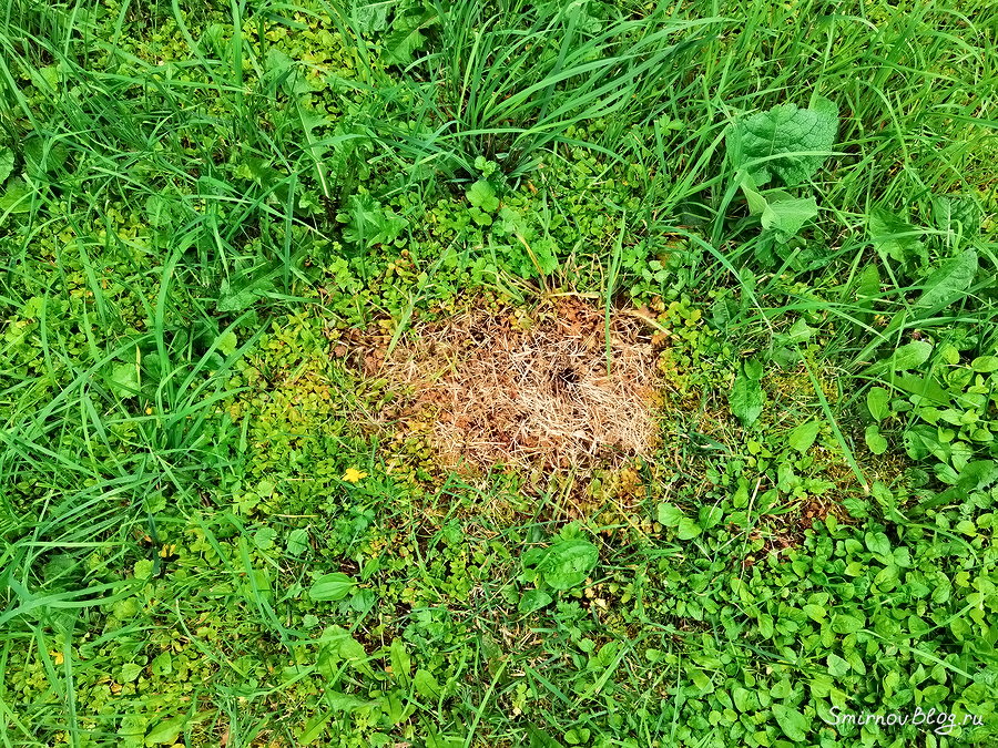 Как избавиться от земляных ос на участке Как избавиться от земляных ос на участке