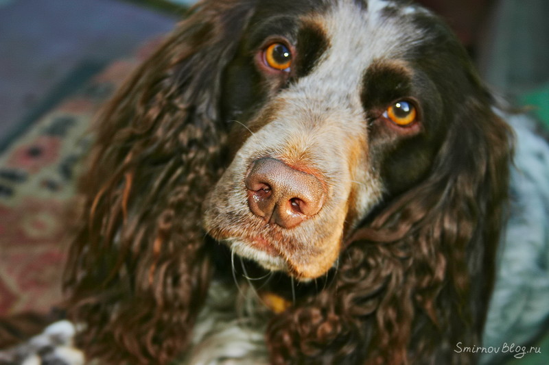 Какое животное завести в квартире?