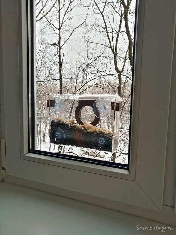 Какое животное завести в квартире?