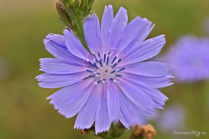 Цикорий - напиток, заменяющий кофе