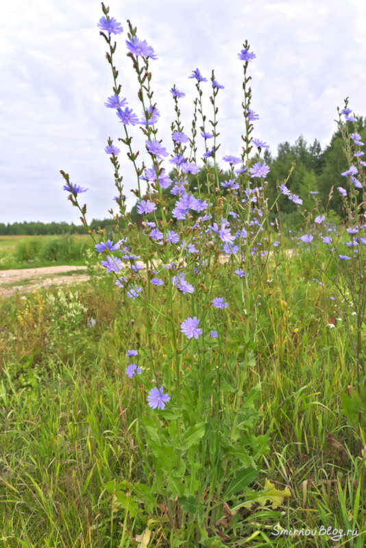 Цикорий - напиток, заменяющий кофе