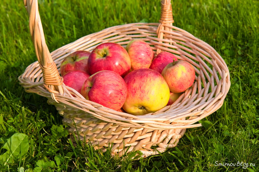 Яблочный год