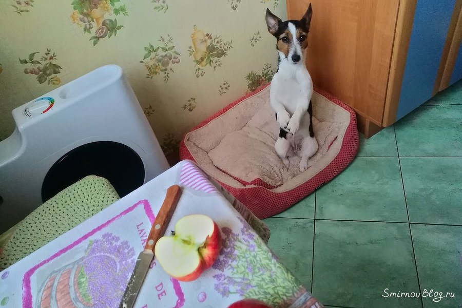 Вафи попрошайка