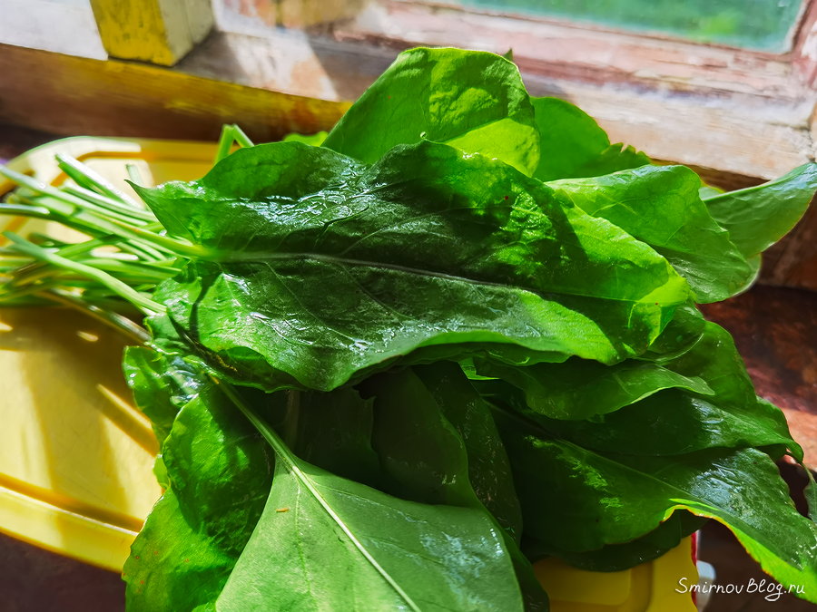 Щавелевый суп на курином бульоне с яйцом