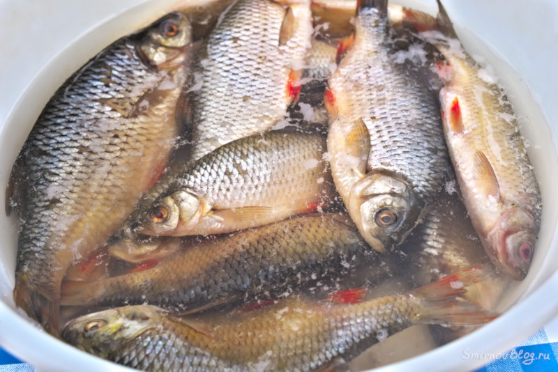 Как приготовить воблу или рецепт вяленой рыбы Как приготовить воблу или рецепт вяленой рыбы