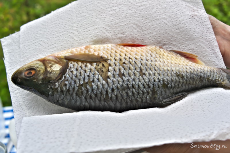 Как приготовить воблу или рецепт вяленой рыбы Как приготовить воблу или рецепт вяленой рыбы