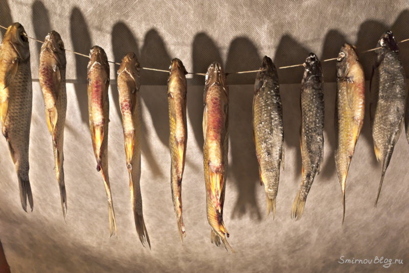 Как приготовить воблу или рецепт вяленой рыбы Как приготовить воблу или рецепт вяленой рыбы