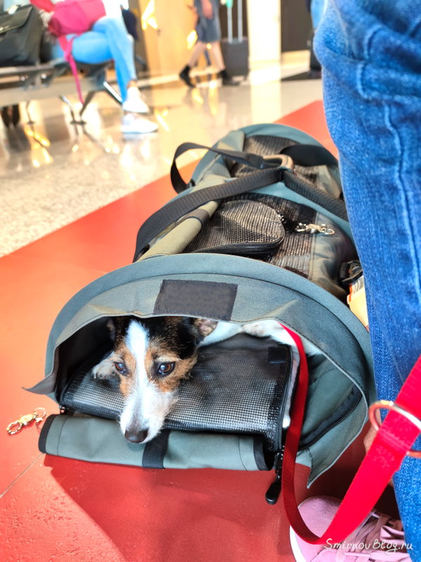 Путешествие с собакой. Провоз собаки в самолете в мягкой переноске