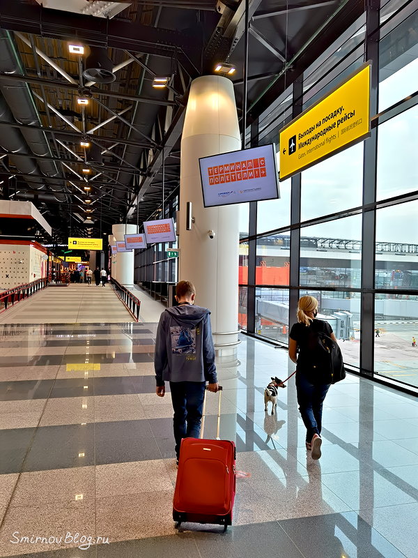 Нахождение собаки в аэропорту. Путешествие с собакой Нахождение собаки в аэропорту. Путешествие с собакой