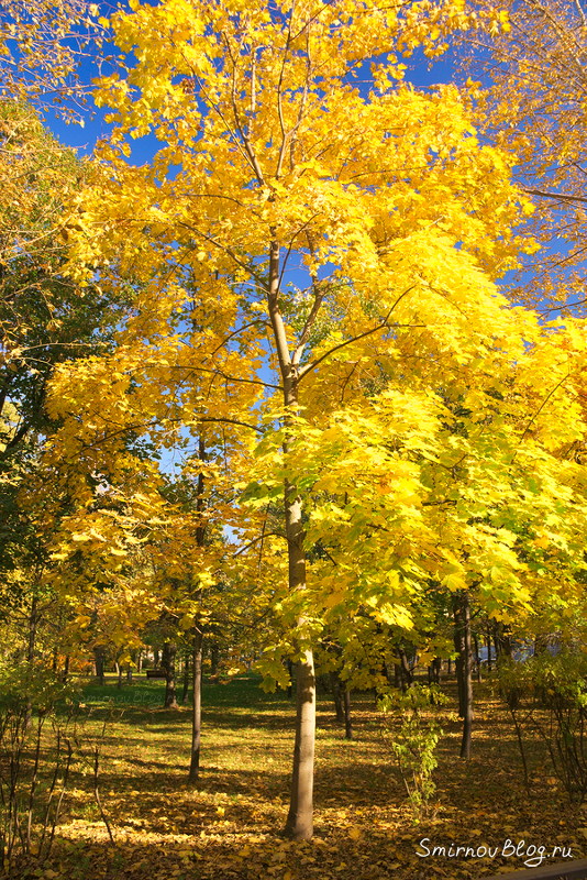 Осенняя Москва 2018