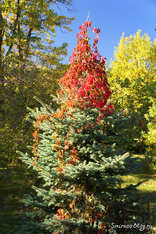 Бабье лето в Москве. Октябрь 2018