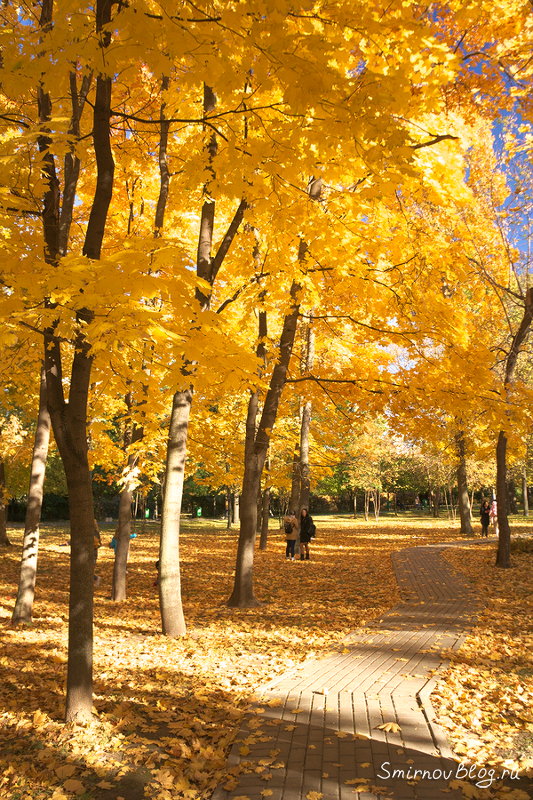 Бабье лето в Москве. Парк ''Усадьба Трубецких в Хамовниках''. Октябрь 2018