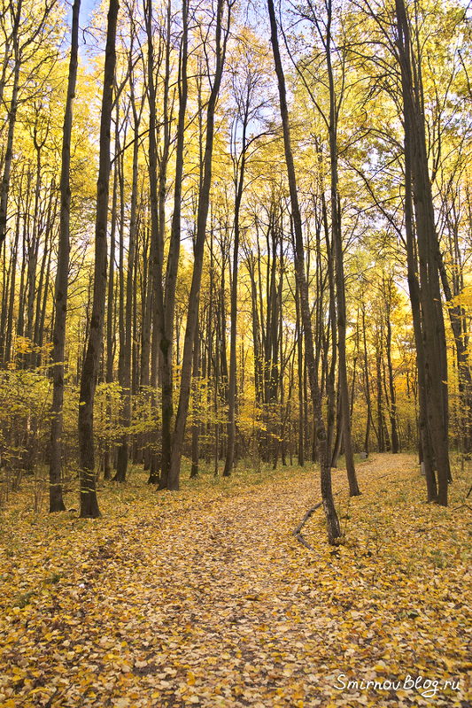 Осенний Битцевский лес. Октябрь 2018