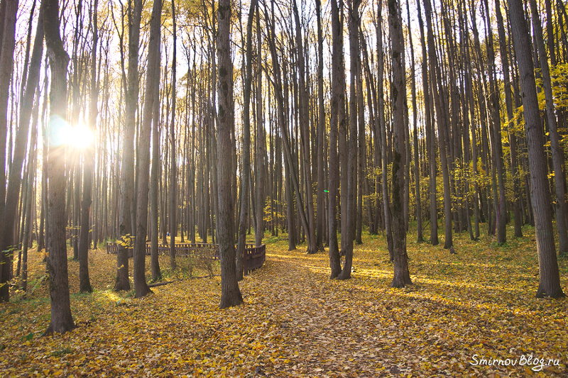 Осень 2018. Битцевский лес