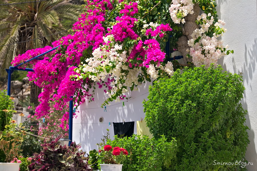 Вот это базилик! Вот это базилик!