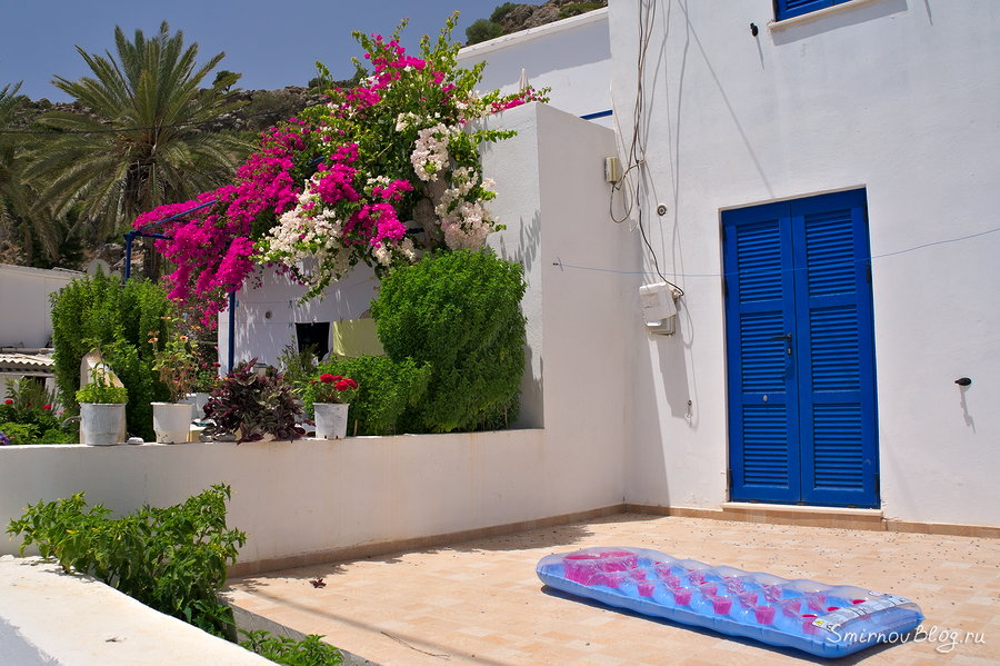 Вот это базилик! Вот это базилик!