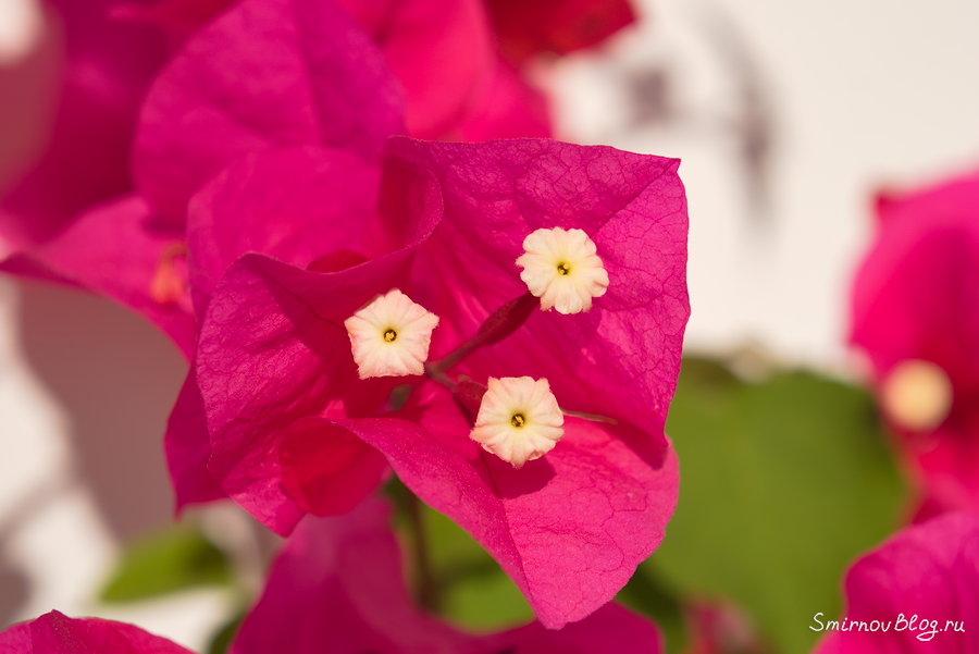 Бугенвиллея - красивое южное растение Бугенвиллея - красивое южное растение