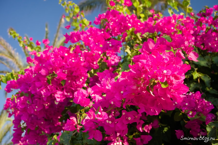 Бугенвиллея - красивое южное растение Бугенвиллея - красивое южное растение