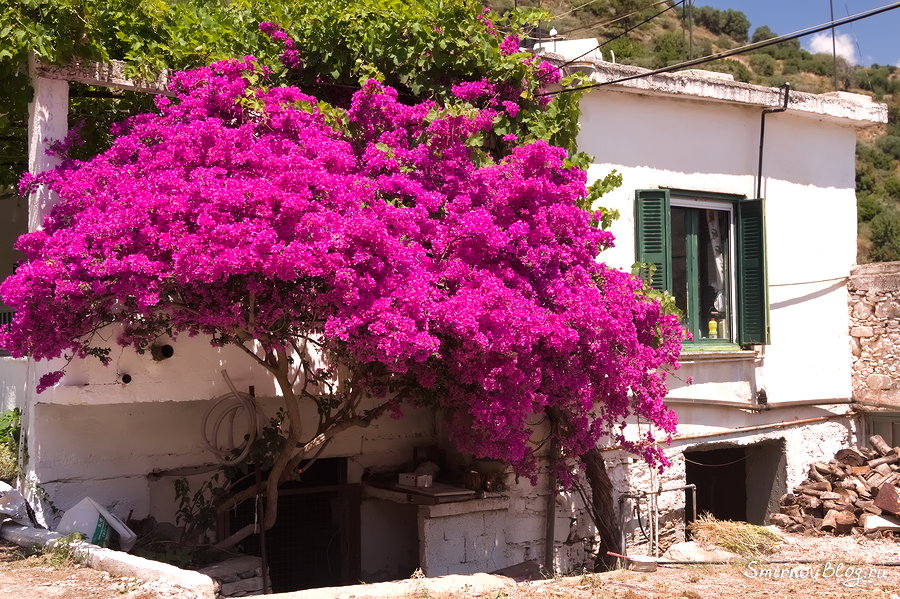 Бугенвиллея - красивое южное растение Бугенвиллея - красивое южное растение