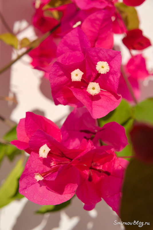Бугенвиллея - красивое южное растение Бугенвиллея - красивое южное растение