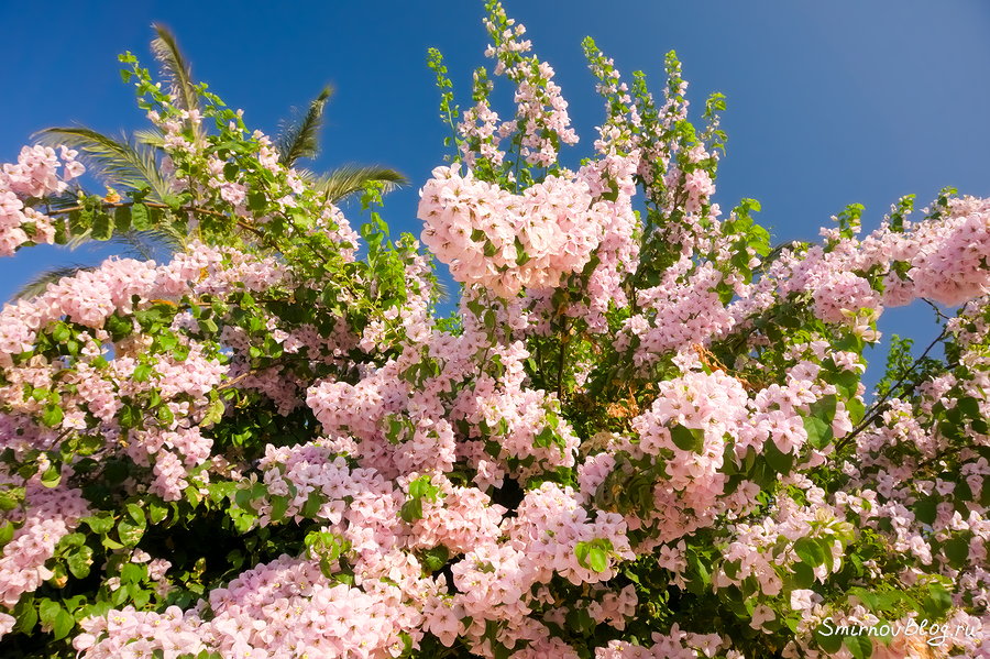 Бугенвиллея Бугенвиллея