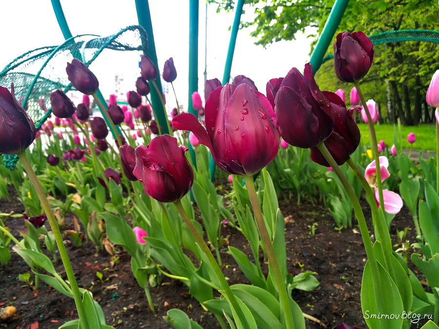 Давно не редкость. Чёрные тюльпаны Давно не редкость. Чёрные тюльпаны