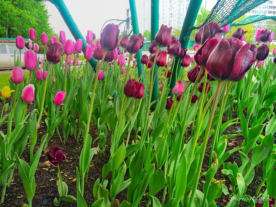 Давно не редкость. Чёрные тюльпаны Давно не редкость. Чёрные тюльпаны