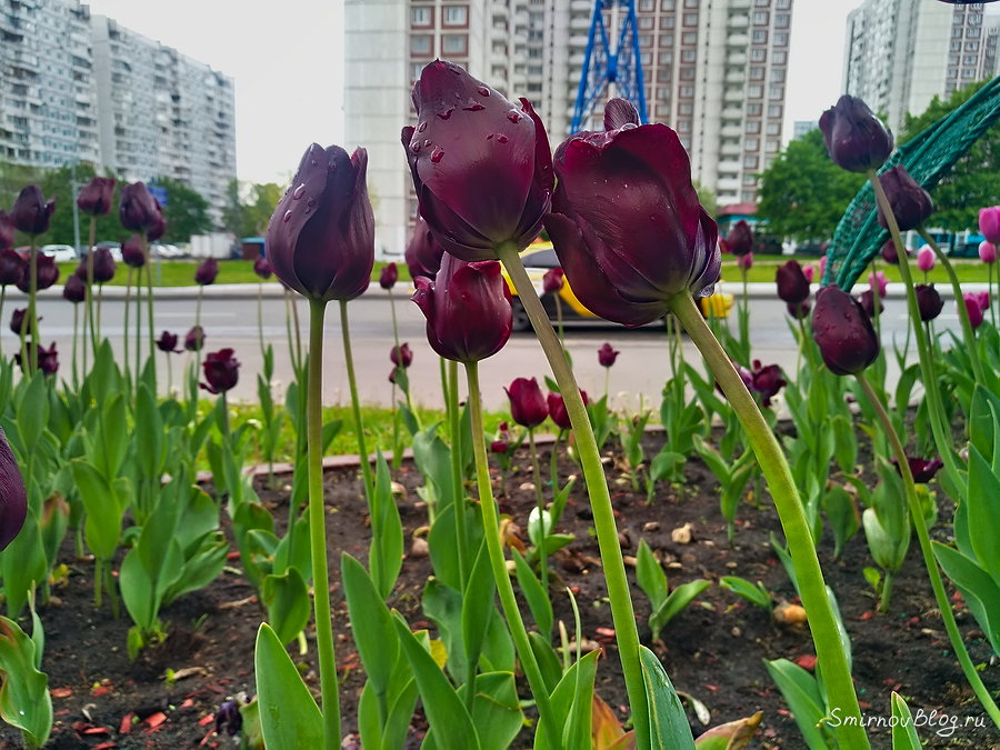 Давно не редкость. Чёрные тюльпаны Давно не редкость. Чёрные тюльпаны
