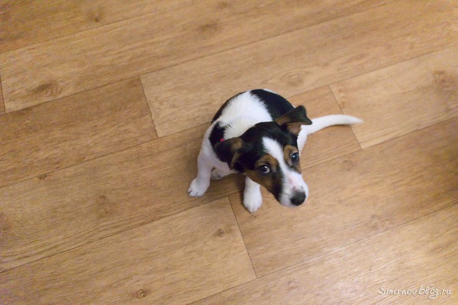Что-то натворила. Щенок Джек Рассел Терьера Что-то натворила. Щенок Джек Рассел Терьера