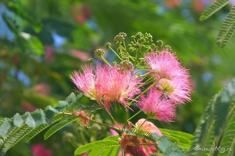 Дерево с пушистыми розовыми цветами