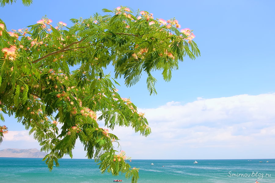 Дерево с пушистыми розовыми цветами