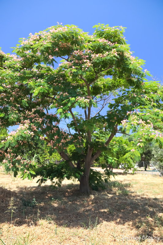 Дерево с пушистыми розовыми цветами
