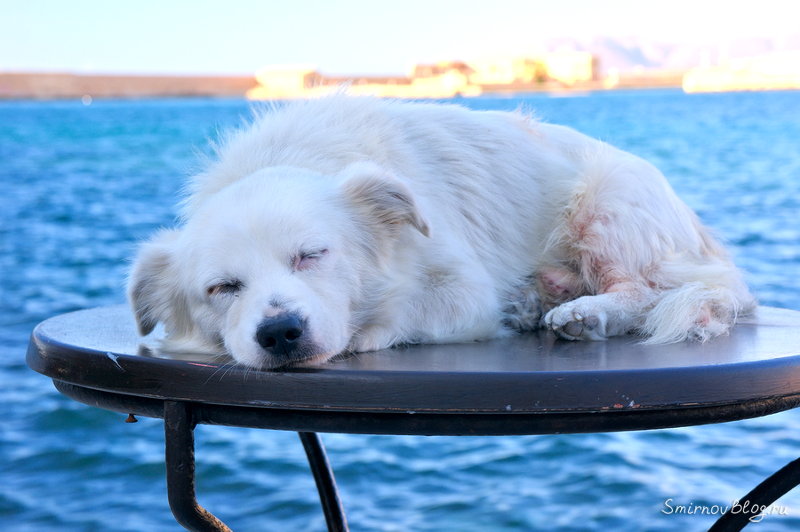 Хвостатый талисман в г. Ханья (о. Крит)